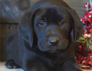 Sibesoin.com petite annonce gratuite 1 Chiot labrador noir chocolat lof 