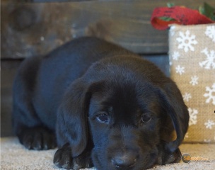 Sibesoin.com petite annonce gratuite 2 Chiot labrador noir chocolat lof 