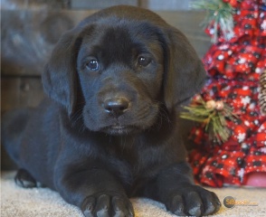 Sibesoin.com petite annonce gratuite 4 Chiot labrador noir chocolat lof 