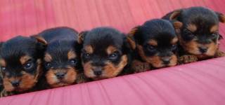 la petite annonce superbes chiots yorkshire terrier pure race sur Sibesoin.com / nice (06300)