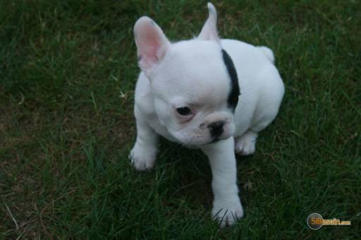 Sibesoin.com petite annonce gratuite  chiot type bouledogue francais a donner